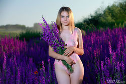 LAVENDER FIELDS (0)